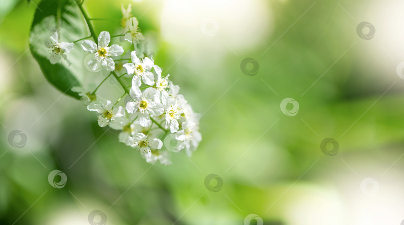 Скачать Распускающийся цветок черемухи с белыми лепестками в весеннем саду на размытом фоне фотосток Ozero