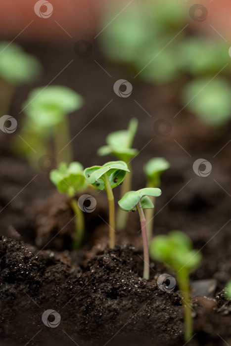 Скачать молодые зеленые ростки рассады, растущие в почве крупным планом фотосток Ozero