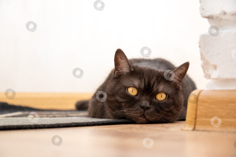 Скачать Симпатичный кот с желтыми глазами лежит на полу фотосток Ozero
