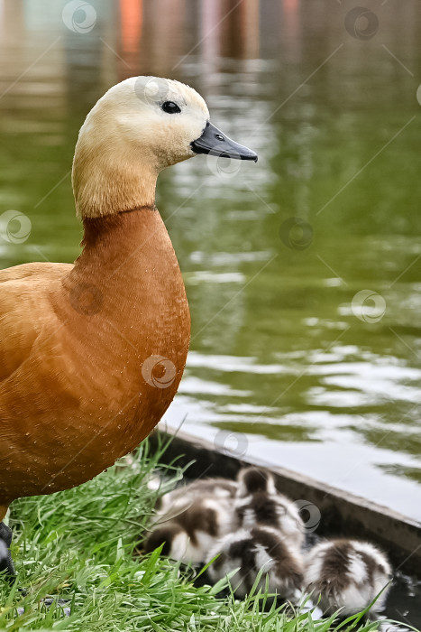 Скачать Красноперка (Tadorna ferruginea duck) с утятами, крупным планом фотосток Ozero