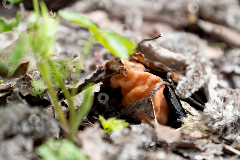 Скачать Гриб Gyromirta gigas, растущий на земле среди сухих листьев в лесу весной фотосток Ozero