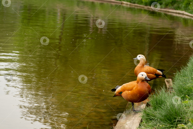Скачать Красноперка (Tadorna ferruginea duck) на берегу озера фотосток Ozero