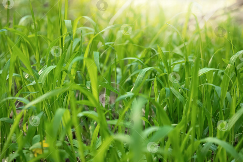 Скачать Свежая зеленая трава на размытом фоне весенней листвы в стиле боке фотосток Ozero