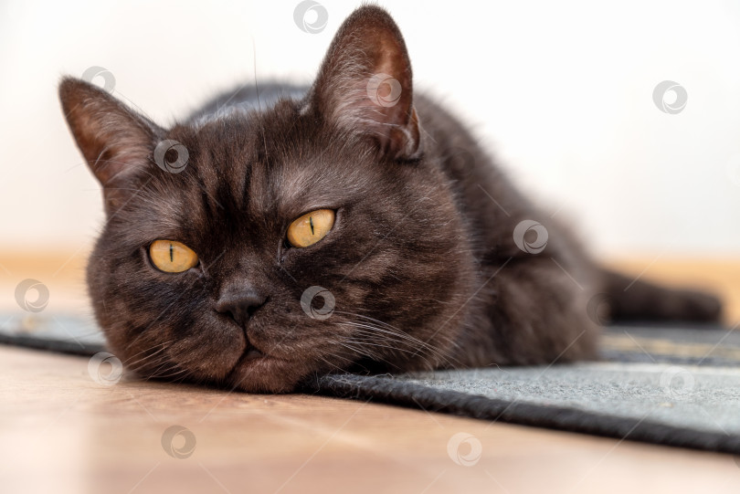 Скачать Симпатичный кот с желтыми глазами лежит на полу фотосток Ozero