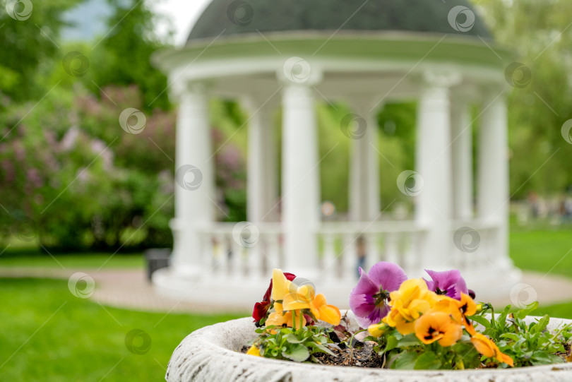 Скачать Распускающиеся цветы в летнем парке с размытой белой ротондой на заднем плане фотосток Ozero