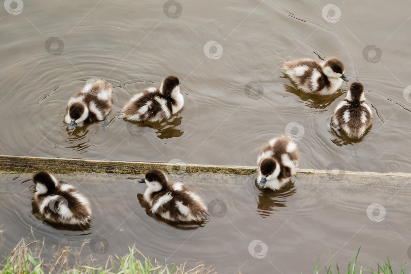 Скачать утята красной утки (Tadorna ferruginea duck) плавают в пруду, крупным планом фотосток Ozero