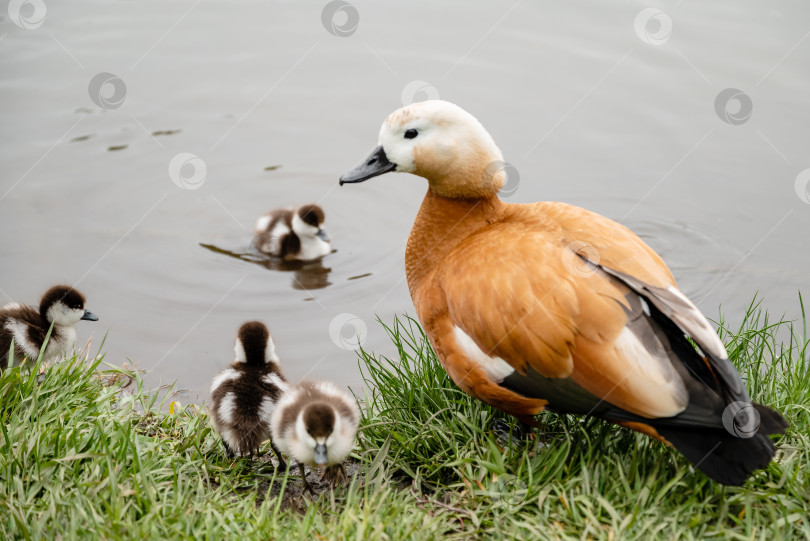 Скачать Красноперка (Tadorna ferruginea duck) с утятами, крупным планом фотосток Ozero