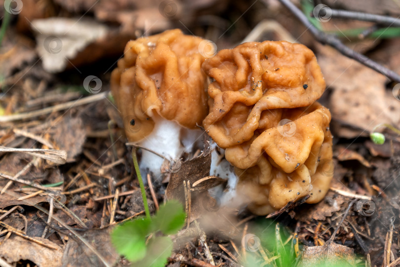 Скачать Грибы Gyromirta gigas, растущие на земле в лесу весной фотосток Ozero