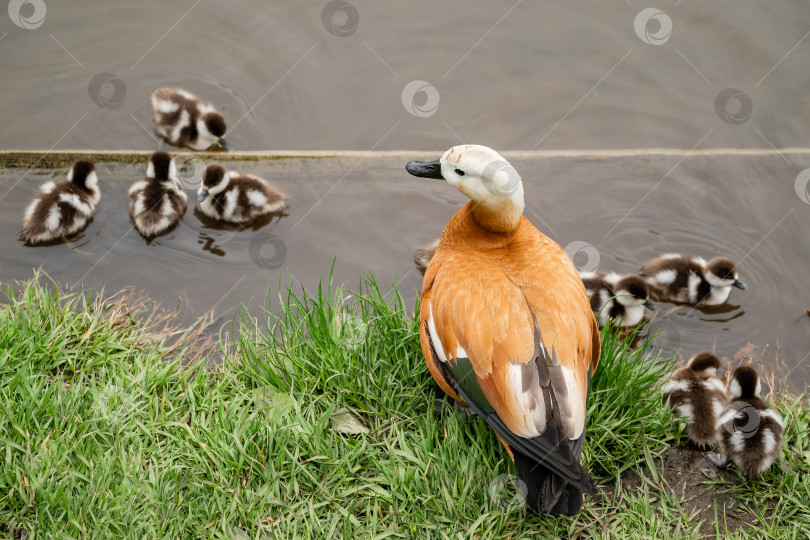 Скачать Красноперка (Tadorna ferruginea duck) с маленькими утятами, плавающими в пруду, крупным планом фотосток Ozero