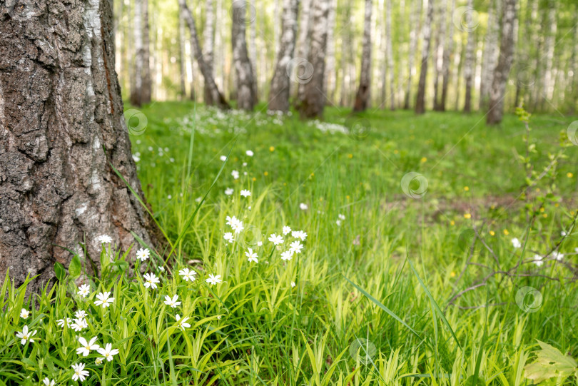 Скачать Стеллария белая весенние полевые цветы растут среди зеленой травы в березовой роще фотосток Ozero