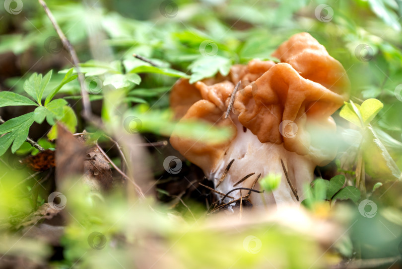 Скачать гриб gyromitra gigas растет на земле в весеннем лесу фотосток Ozero