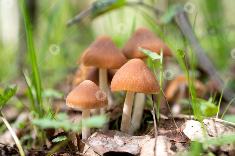 Скачать Гроздь крошечных коричневых грибов, растущих среди травы в весеннем лесу фотосток Ozero