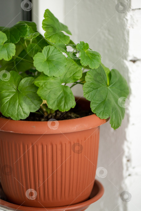 Скачать зеленые листья комнатного растения герани в терракотовом горшке фотосток Ozero