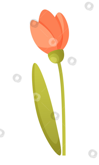 Скачать Один цветок тюльпана розово-красного цвета с зеленым листом. Векторная иллюстрация красивого весенне-летнего цветка. Садовое растение, цветок для клумбы, тюльпан из цветочного магазина. фотосток Ozero