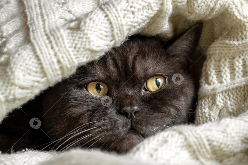 Скачать Милый кот выглядывает из-под теплого вязаного пледа крупным планом портрет домашнего животного фотосток Ozero