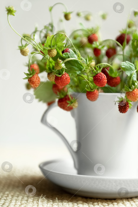 Скачать Букет из веточек лесной земляники с красными спелыми ягодами в белой чайной кружке летний букет крупным планом фотосток Ozero