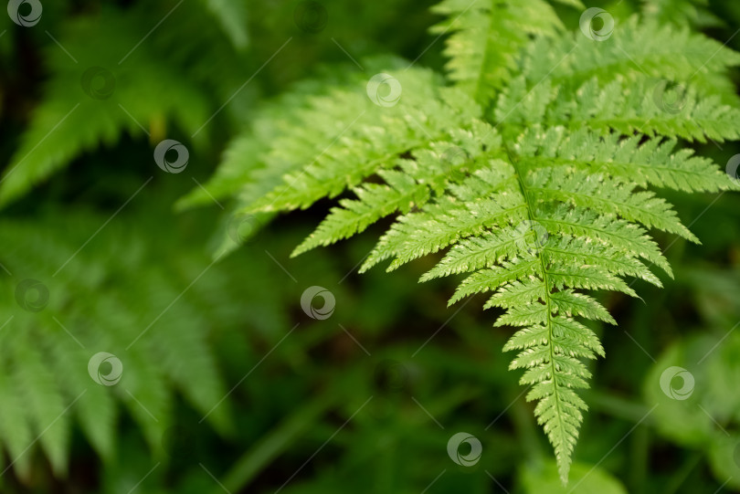 Скачать Зеленый лист папоротника крупным планом лес на естественном размытом фоне фотосток Ozero