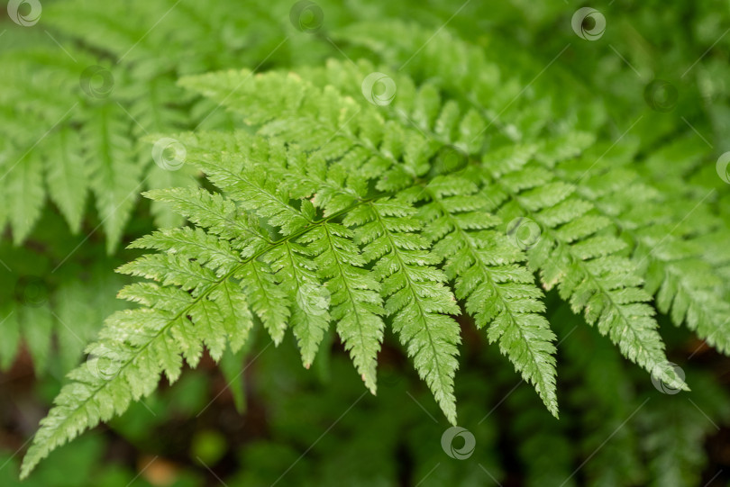 Скачать Зеленый лист папоротника крупным планом на естественном фоне леса фотосток Ozero
