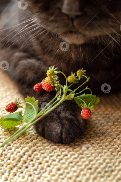 Скачать веточки земляники с красными спелыми ягодами, лежащие на кошачьей лапе крупным планом фотосток Ozero