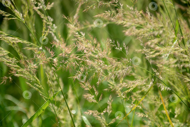 Скачать пушистые травинки на летнем поле на естественном фоне солнечного света фотосток Ozero