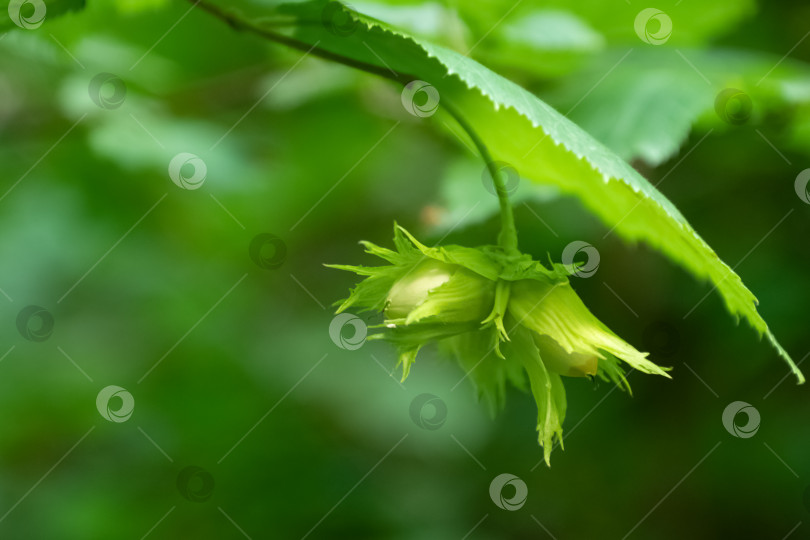 Скачать Гроздь незрелых зеленых початков фундука, растущих на ветке дерева крупным планом фотосток Ozero
