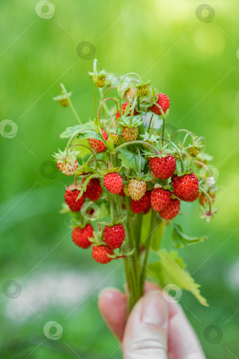 Скачать Женская рука держит пучок веточек земляники с красными спелыми плодами. Вкус лета фотосток Ozero