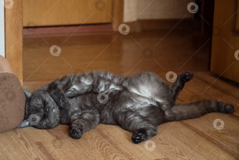 Скачать Симпатичный серый кот спит, лежа на полу фотосток Ozero