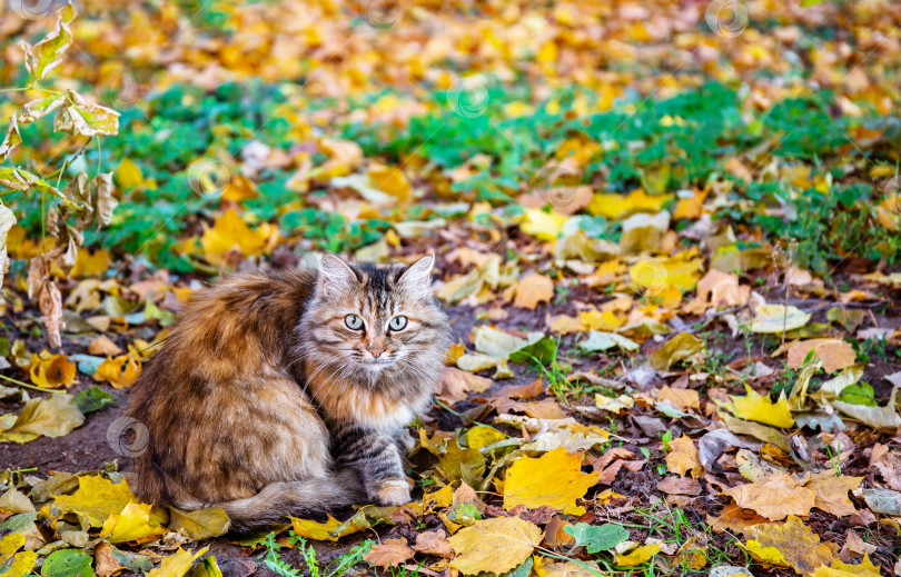 Скачать Настороженный кот осенью фотосток Ozero