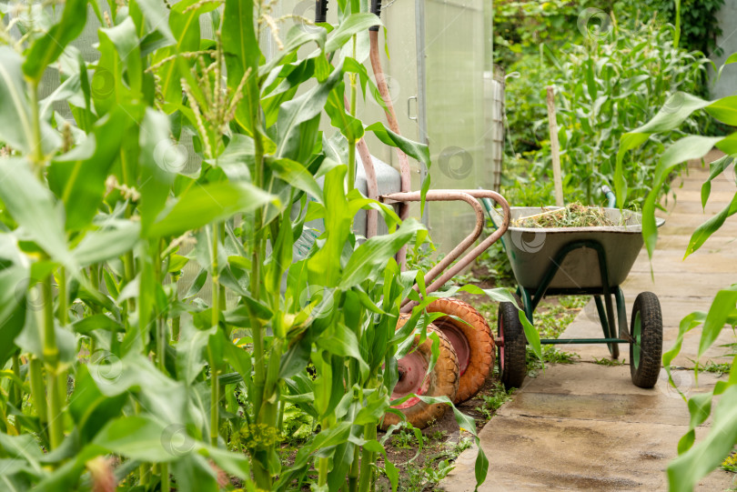 Скачать Ручная тачка, наполненная травой в огороде, работа в саду фотосток Ozero