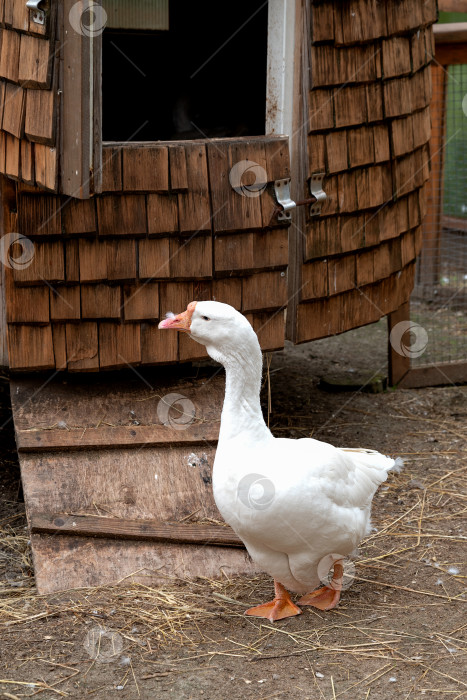 Скачать белый гусь прогуливается перед деревянным сараем на ферме фотосток Ozero