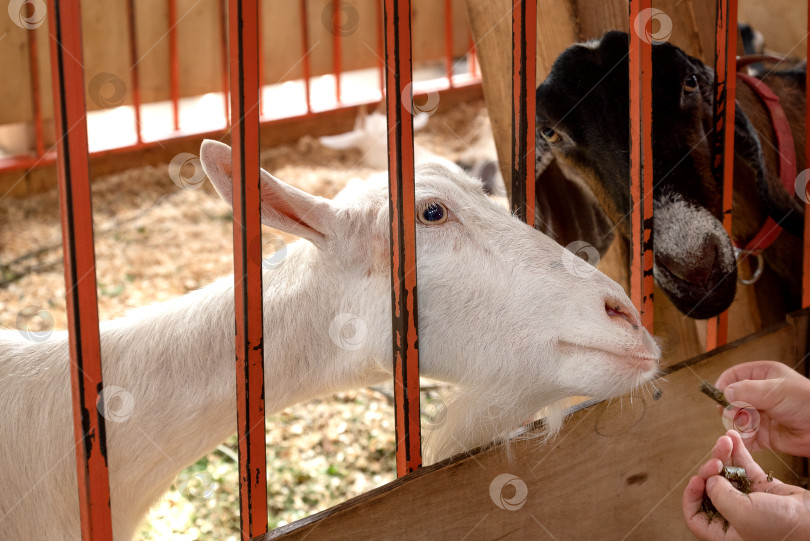 Скачать козы просовывали головы сквозь прутья ограды амбара, чтобы получить угощение из человеческих рук фотосток Ozero