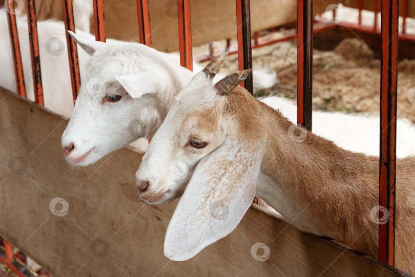 Скачать Милые козлята просунули головы сквозь прутья забора в сарае крупным планом фотосток Ozero