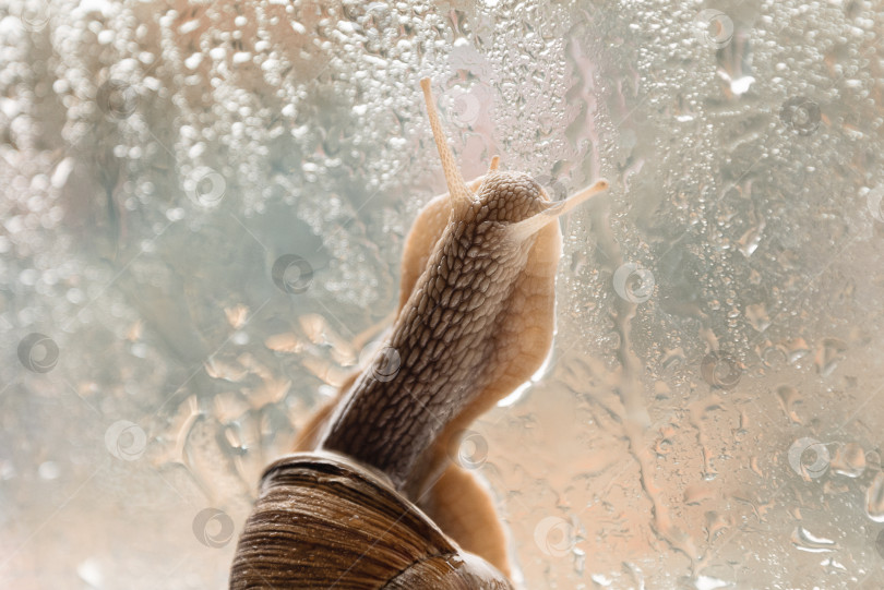Скачать Садовая улитка медленно ползет по мокрому от капель дождя оконному стеклу фотосток Ozero