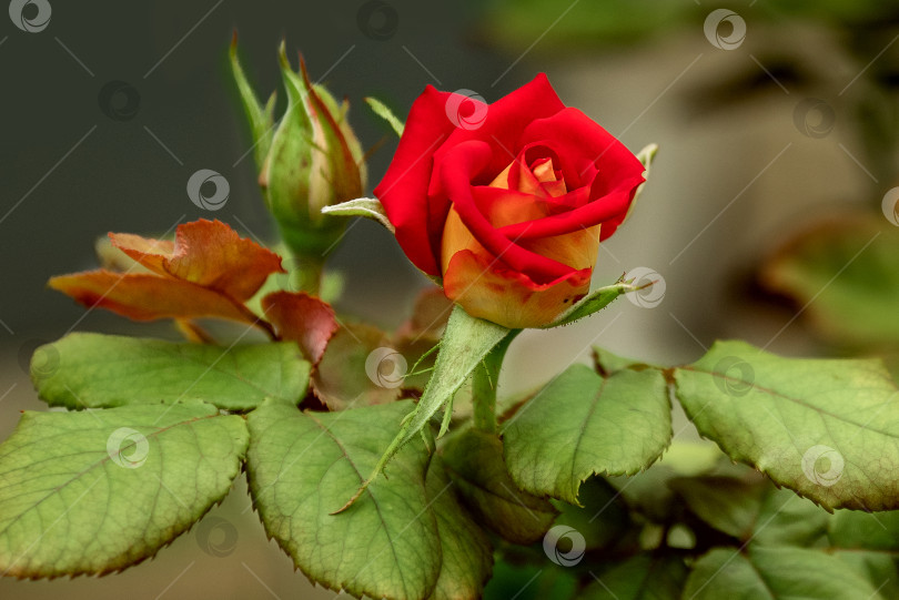 Скачать Бутон алой розы в саду крупным планом фотосток Ozero