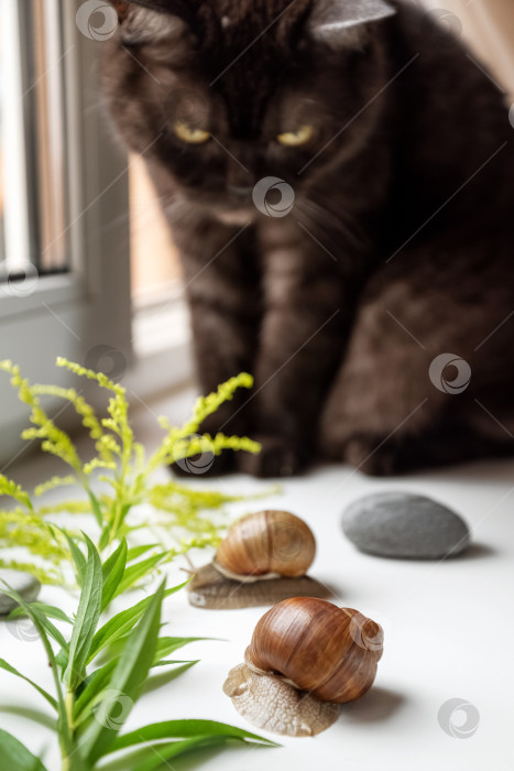 Скачать Кошка играет с садовой улиткой фотосток Ozero