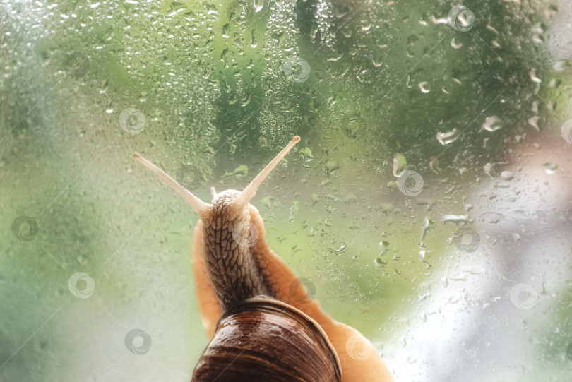 Скачать улитка ползет по оконному стеклу в каплях дождя фотосток Ozero
