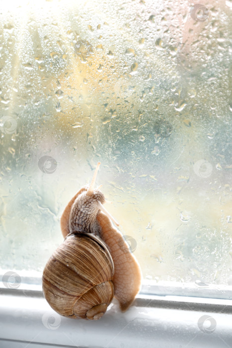 Скачать Садовая улитка сидит на окне с каплями дождя на стекле фотосток Ozero