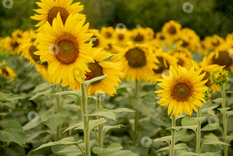 Скачать Желтые подсолнухи, цветущие на сельскохозяйственном поле крупным планом фотосток Ozero