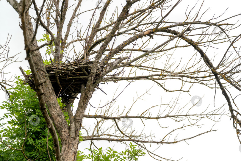 Скачать пустое птичье гнездо на сухом дереве фотосток Ozero