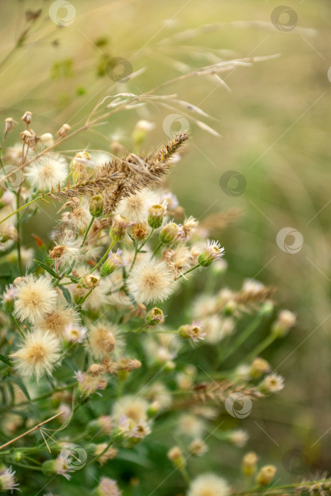 Скачать Букет пушистых цветов чертополоха в августовском поле крупным планом фотосток Ozero