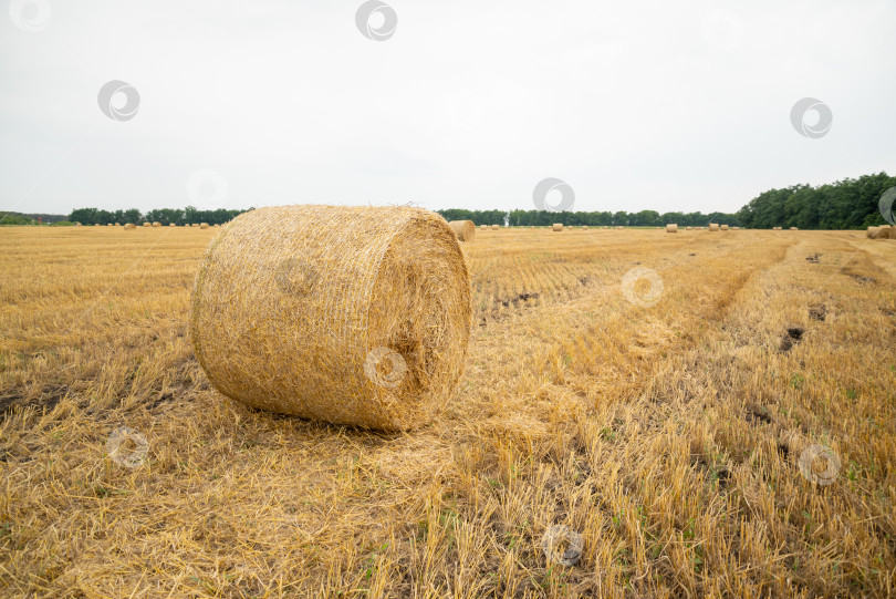 Скачать Тюки сена на пшеничном фермерском поле в августе фотосток Ozero