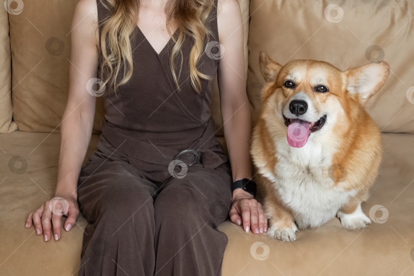 Скачать Симпатичная собака породы вельш-корги породы пемброк, высунувшая язык, сидит на диване со своим хозяином фотосток Ozero