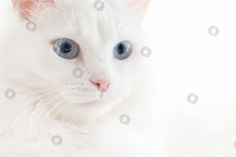 Скачать Портрет белой пушистой кошки с голубыми глазами фотосток Ozero