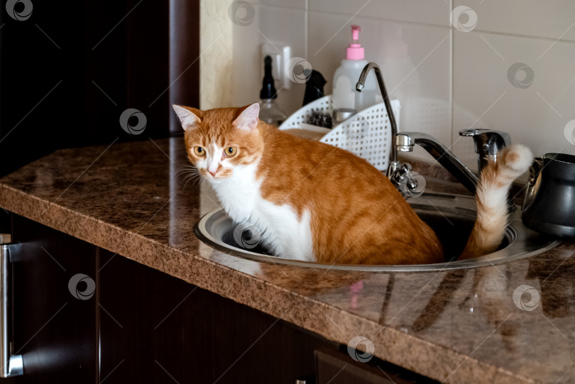 Скачать Забавный кот мочится в кухонную раковину фотосток Ozero