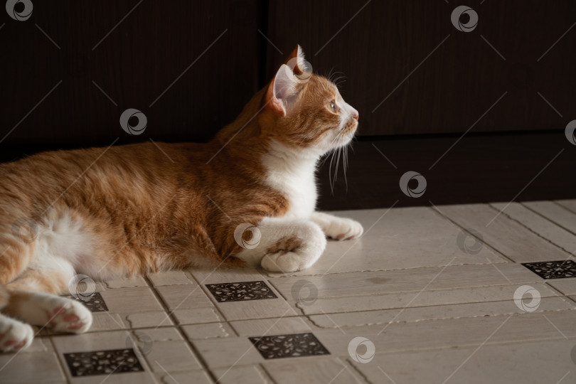 Скачать Милый рыжий кот, лежащий на полу в комнате фотосток Ozero