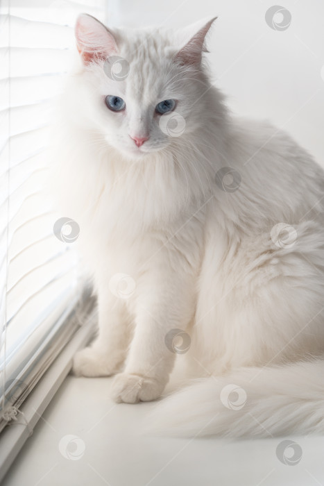 Скачать белый пушистый кот с голубыми глазами сидит на подоконнике фотосток Ozero