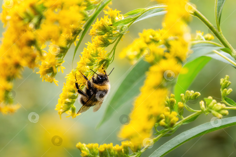 Скачать Пушистая пчела собирает нектар, сидя на желтом цветке золотарника фотосток Ozero