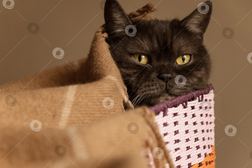 Скачать Крупным планом портрет милой черной кошки, отдыхающей в плетеной коробке, накрытой теплым одеялом фотосток Ozero