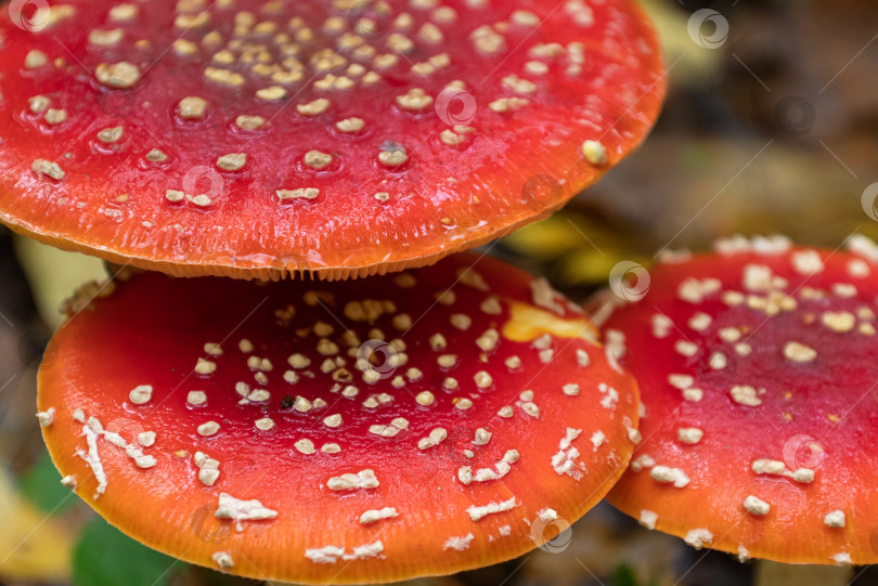 Скачать мухомор ядовитый гриб красная шляпка с белыми пятнами крупным планом на естественном фоне фотосток Ozero