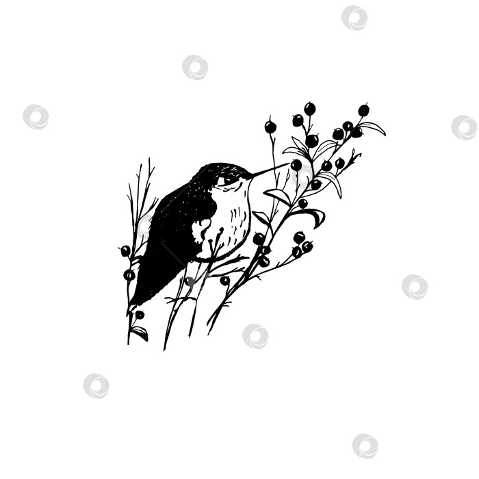 Скачать птица сидит на ветке с ягодами фотосток Ozero